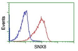 SNX8 Monoclonal Antibody (OTI4C10), TrueMAB , OriGene:Antibodies:Primary