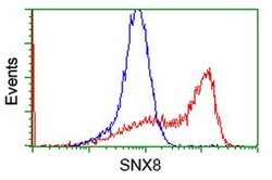 SNX8 Monoclonal Antibody (OTI4F8), TrueMAB , OriGene 30 &mu;L; Unconjugated:Antibodies,