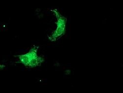 SNX8 Monoclonal Antibody (OTI1A1), TrueMAB , OriGene 100 &mu;L; Unconjugated:Antibodies,