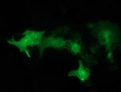 SNX8 Monoclonal Antibody (OTI4C10), TrueMAB , OriGene:Antibodies:Primary