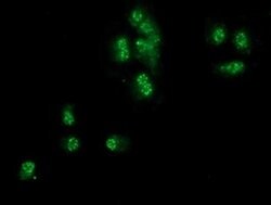 SNX8 Monoclonal Antibody (OTI4F8), TrueMAB , OriGene 30 &mu;L; Unconjugated:Antibodies,