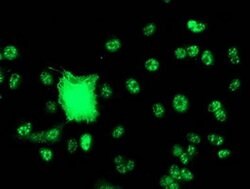 SNX8 Monoclonal Antibody (OTI3C4), TrueMAB , OriGene 100 &mu;L; Unconjugated:Antibodies,