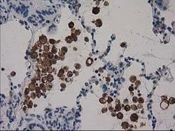 SNX8 Monoclonal Antibody (OTI1D12), TrueMAB , OriGene 30 &mu;L; Unconjugated:Antibodies,