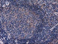 SNX8 Monoclonal Antibody (OTI1D12), TrueMAB , OriGene 30 &mu;L; Unconjugated:Antibodies,
