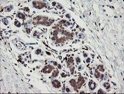 SNX8 Monoclonal Antibody (OTI1A1), TrueMAB , OriGene 100 &mu;L; Unconjugated:Antibodies,