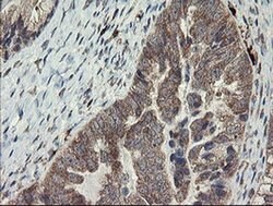 SNX8 Monoclonal Antibody (OTI1A1), TrueMAB , OriGene 100 &mu;L; Unconjugated:Antibodies,