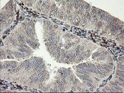 SNX8 Monoclonal Antibody (OTI1A1), TrueMAB , OriGene 100 &mu;L; Unconjugated:Antibodies,