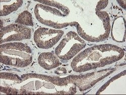 SNX8 Monoclonal Antibody (OTI1A1), TrueMAB , OriGene 100 &mu;L; Unconjugated:Antibodies,