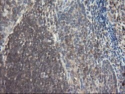 SNX8 Monoclonal Antibody (OTI1A1), TrueMAB , OriGene 100 &mu;L; Unconjugated:Antibodies,