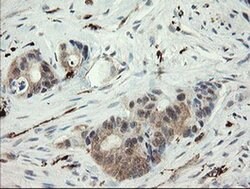 SNX8 Monoclonal Antibody (OTI1A1), TrueMAB , OriGene 100 &mu;L; Unconjugated:Antibodies,