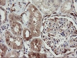 SNX8 Monoclonal Antibody (OTI1A1), TrueMAB , OriGene 100 &mu;L; Unconjugated:Antibodies,