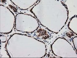 SNX8 Mouse anti-Human, Clone: OTI1E5, lyophilized, TrueMAB 100 &mu;g; Unconjugated:Antibodies,