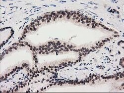 SNX8 Mouse anti-Human, Clone: OTI1E5, lyophilized, TrueMAB 100 &mu;g; Unconjugated:Antibodies,