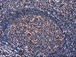 SNX8 Mouse anti-Human, Clone: OTI1E5, lyophilized, TrueMAB 100 &mu;g; Unconjugated:Antibodies,