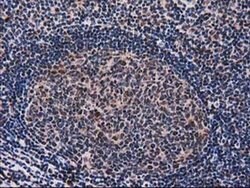 SNX8 Monoclonal Antibody (OTI1E5), TrueMAB , OriGene 30 &mu;L; Unconjugated:Antibodies,