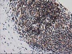 SNX8 Mouse anti-Human, Clone: OTI1E5, lyophilized, TrueMAB 100 &mu;g; Unconjugated:Antibodies,