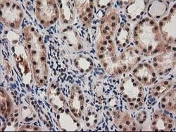 SNX8 Mouse anti-Human, Clone: OTI1E5, lyophilized, TrueMAB 100 &mu;g; Unconjugated:Antibodies,