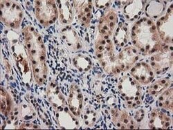 SNX8 Monoclonal Antibody (OTI1E5), TrueMAB , OriGene 30 &mu;L; Unconjugated:Antibodies,