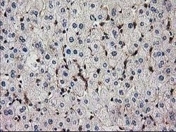 SNX8 Mouse anti-Human, Clone: OTI1E5, lyophilized, TrueMAB 100 &mu;g; Unconjugated:Antibodies,
