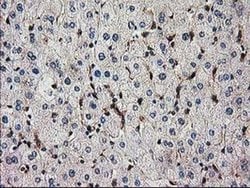 SNX8 Monoclonal Antibody (OTI1E5), TrueMAB , OriGene 30 &mu;L; Unconjugated:Antibodies,