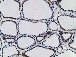 SNX8 Monoclonal Antibody (OTI4F8), TrueMAB , OriGene 30 &mu;L; Unconjugated:Antibodies,