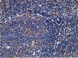 SNX8 Monoclonal Antibody (OTI4F8), TrueMAB , OriGene 30 &mu;L; Unconjugated:Antibodies,