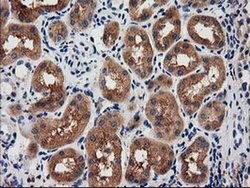 SNX8 Monoclonal Antibody (OTI4F8), TrueMAB , OriGene 30 &mu;L; Unconjugated:Antibodies,