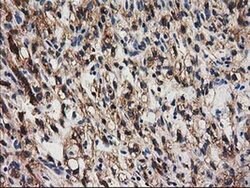 SNX8 Monoclonal Antibody (OTI4F8), TrueMAB , OriGene 30 &mu;L; Unconjugated:Antibodies,