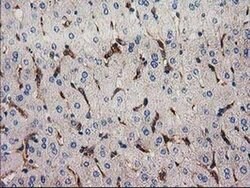 SNX8 Monoclonal Antibody (OTI4F8), TrueMAB , OriGene 30 &mu;L; Unconjugated:Antibodies,