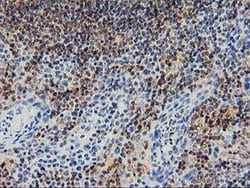 SNX8 Monoclonal Antibody (OTI3C4), TrueMAB , OriGene 100 &mu;L; Unconjugated:Antibodies,