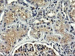 SNX8 Monoclonal Antibody (OTI3C4), TrueMAB , OriGene 100 &mu;L; Unconjugated:Antibodies,