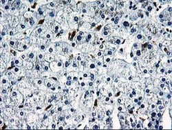 SNX8 Monoclonal Antibody (OTI3C4), TrueMAB , OriGene 100 &mu;L; Unconjugated:Antibodies,