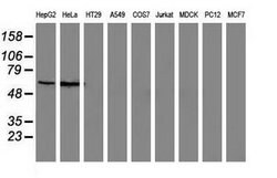 SNX8 Mouse anti-Human, Clone: OTI1E5, lyophilized, TrueMAB 100 &mu;g; Unconjugated:Antibodies,
