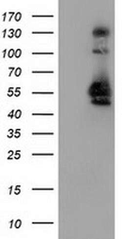 SNX8 Monoclonal Antibody (OTI4C10), TrueMAB , OriGene 30 &mu;L; Unconjugated:Antibodies,