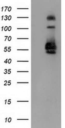 SNX8 Monoclonal Antibody (OTI4F8), TrueMAB , OriGene 30 &mu;L; Unconjugated:Antibodies,