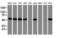 SNX8 Monoclonal Antibody (OTI4F8), TrueMAB , OriGene:Antibodies:Primary
