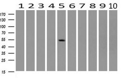 SNX8 Monoclonal Antibody (OTI4F8), TrueMAB , OriGene 30 &mu;L; Unconjugated:Antibodies,
