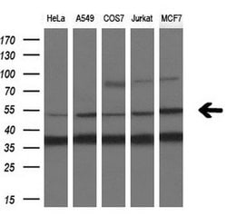 SNX8 Monoclonal Antibody (OTI3C4), TrueMAB , OriGene 100 &mu;L; Unconjugated:Antibodies,