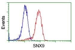 SNX9 Mouse anti-Human, Clone: OTI2F1, lyophilized, TrueMAB 100 &mu;g | Buy Online | OriGene | Fisher Scientific