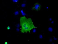 SNX9 Monoclonal Antibody (OTI1E2), TrueMAB , OriGene 30 &mu;L; Unconjugated:Antibodies,