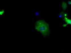 SNX9 Mouse anti-Canine, Human, Clone: OTI2A11, lyophilized, TrueMAB 100