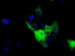 SNX9 Mouse anti-Canine, Human, Clone: OTI2B5, lyophilized, TrueMAB 100