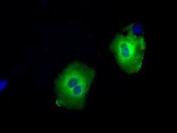 SNX9 Monoclonal Antibody (OTI2E1), TrueMAB , OriGene 30 &mu;L; Unconjugated:Antibodies,