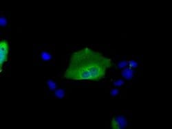SNX9 Mouse anti-Human, Clone: OTI2F1, liquid, TrueMAB 30 &mu;L; Unconjugated:Antibodies,