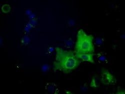 SNX9 Monoclonal Antibody (OTI2G4), TrueMAB , OriGene 30 &mu;L; Unconjugated:Antibodies,