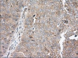 SNX9 Monoclonal Antibody (OTI1E2), TrueMAB , OriGene 30 &mu;L; Unconjugated:Antibodies,