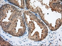 SNX9 Monoclonal Antibody (OTI1E2), TrueMAB , OriGene 30 &mu;L; Unconjugated:Antibodies,