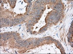 SNX9 Monoclonal Antibody (OTI1E2), TrueMAB , OriGene 30 &mu;L; Unconjugated:Antibodies,