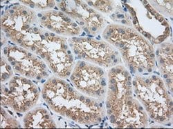 SNX9 Monoclonal Antibody (OTI1E2), TrueMAB , OriGene 30 &mu;L; Unconjugated:Antibodies,