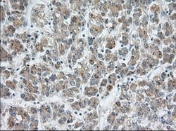 SNX9 Monoclonal Antibody (OTI1E2), TrueMAB , OriGene 30 &mu;L; Unconjugated:Antibodies,
